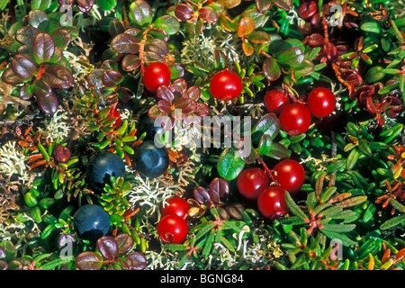 L'airelle rouge (Vaccinium vitis-idaea) et noire (Empetrum nigrum) crowberries toundra sur marbre en automne, Denali NP, Alaska, USA Banque D'Images