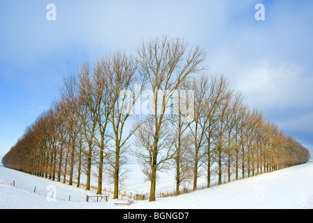 La composition avec arbres de la Johannes Kerkhovenpolder près de Woldendorp, province de Groningue, Pays-Bas Banque D'Images