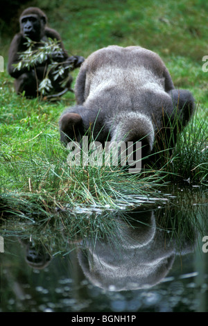 Silverback mâle gorille de plaine de l'ouest (Gorilla gorilla gorilla) eau potable du lac, Congo, Afrique Banque D'Images