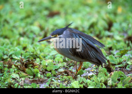 Vert / Vert strié de secours (heron Butorides striatus) la pêche dans les marais, Kruger National Park, Afrique du Sud Banque D'Images