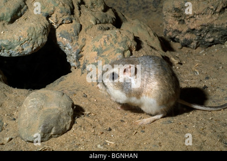 Merriam du rat kangourou d'Ord (Dipodomys merriami) près de burrow, rongeur originaire du désert de Sonora, US Banque D'Images