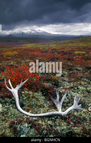 Bois moulé de caribou (Rangifer tarandus) dans la toundra en automne, Denali NP, Alaska Banque D'Images