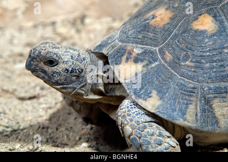 Marginated tortoise (Testudo marginata) close up, la Grèce, l'Europe du sud Banque D'Images