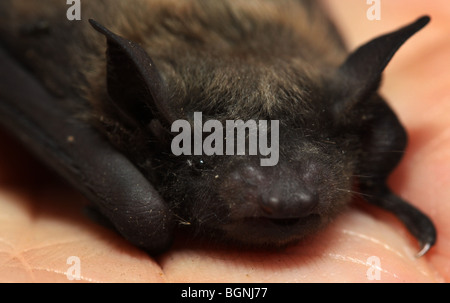 La petite chauve-souris brune dans la main des biologistes Banque D'Images