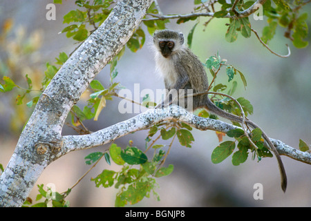 Singe / Blouaap (Cercopithecus aethiops) dans l'arbre, Kruger National Park, Afrique du Sud Banque D'Images