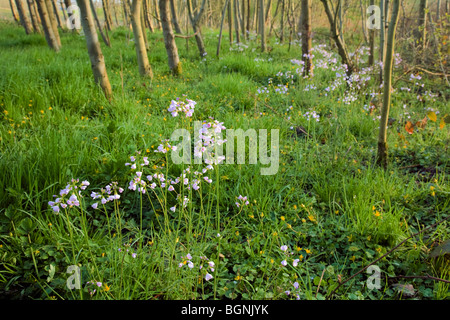 Cardamine des Prés / Lady's Smock (Cardamine pratensis) la floraison dans le pré Banque D'Images