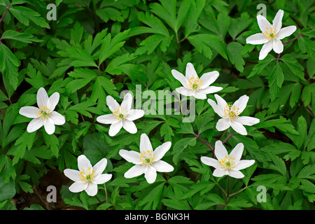 Bois des anémones (Anemone nemorosa) forêt de fleurs au printemps Banque D'Images