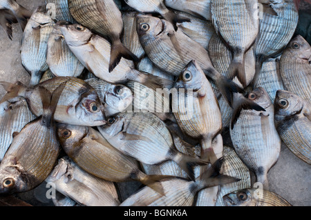 Poisson frais à vendre Banque D'Images