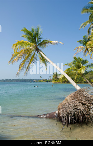 Panama Boca del Drago Bocas del Toro l'Île de Colon Banque D'Images