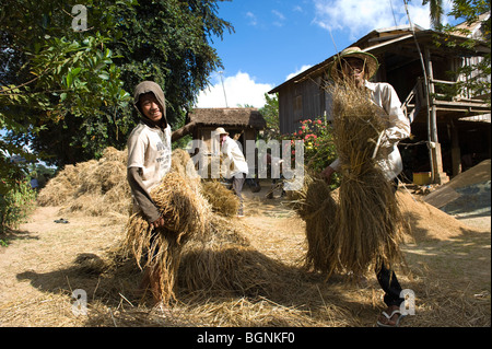 La récolte de riz dans un village rural à l'extérieur de Battambang au Cambodge. Le salaire pour ce travail ne peut être de 30 $ par mois. Banque D'Images