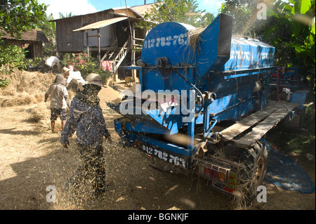 La récolte de riz dans un village rural à l'extérieur de Battambang au Cambodge. Le salaire pour ce travail ne peut être de 30 $ par mois. Banque D'Images