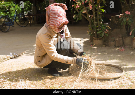 La récolte de riz dans un village rural à l'extérieur de Battambang au Cambodge. Le salaire pour ce travail ne peut être de 30 $ par mois. Banque D'Images