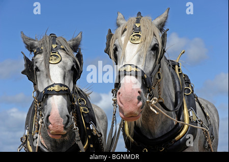 Angel et cont paire de chevaux Shire travail vu à la grande foire de vapeur Dorset Banque D'Images