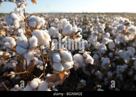 Gros plan du plant de coton avec champ de coton dans l'arrière-plan Banque D'Images