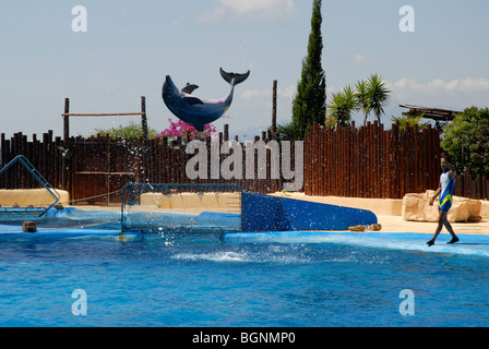 Saut de dauphins à Dolphin Show, Mundomar, Benidorm, Alicante Province, Comunidad Valenciana, Espagne Banque D'Images