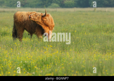 Highlander écossais (Bos taurus domesticus) nettoie elle-même dans les prairies, Belgique Banque D'Images