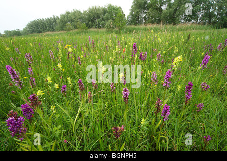 Prairies par des marais à grandes feuilles et la floraison des orchidées jaunes plus-hochet, réserve naturelle, la vallée de Zuidleie, Belgique Banque D'Images