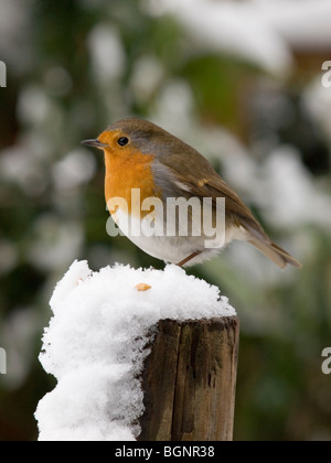 Robin sur le post Banque D'Images