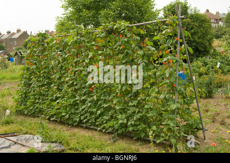 Haricots rouges (Phaseolus coccineus, Fabaceae) grandissant des poteaux métalliques sur un allotissement plot Banque D'Images