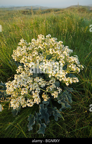 Kale Crambe maritima (mer) dans les dunes, France Banque D'Images