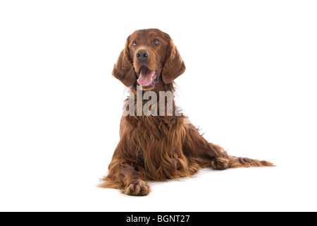 Portrait d'un Setter Irlandais rouge sur fond blanc Banque D'Images