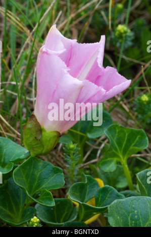 Beach morning glory (Convolvulus soldanella Calystegia soldanella) / Banque D'Images