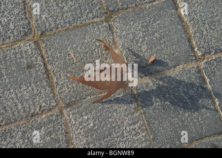 Ajamy ,Al-Ajami,Port de Jaffa, Israël Banque D'Images