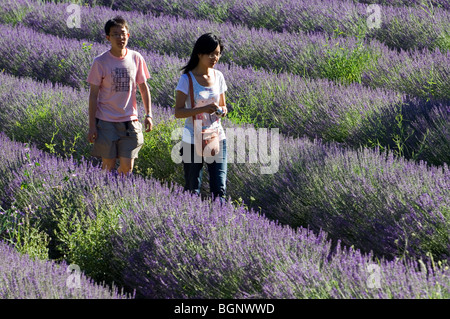 Les touristes autour de champ de lavande (Lavandula angustifolia) la floraison dans les rangées en été dans la Provence, France Banque D'Images