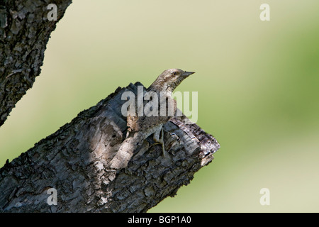 Fourmilier eurasien (Jynx torquilla) perching Banque D'Images