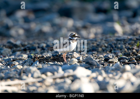 Petit Gravelot (Charadrius dubius) Banque D'Images