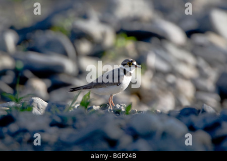 Petit Gravelot (Charadrius dubius) Banque D'Images