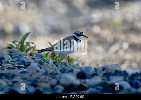 Petit Gravelot (Charadrius dubius) Banque D'Images