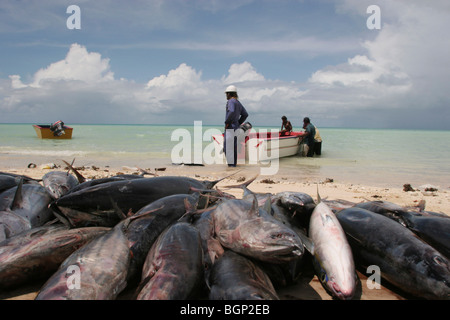 Pêcheur sur la plage de l'île de Kiribati dans l'Océan Pacifique Banque D'Images