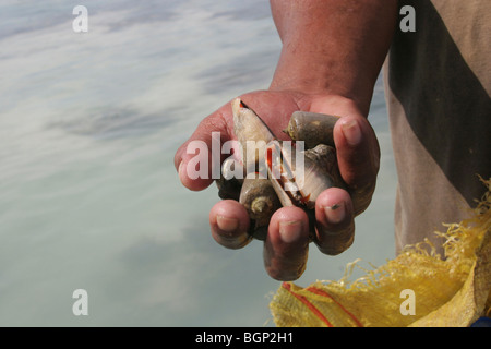 Pêcheur sur la plage de l'île de Kiribati dans l'Océan Pacifique Banque D'Images