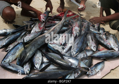 Pêcheur sur la plage de l'île de Kiribati dans l'Océan Pacifique Banque D'Images