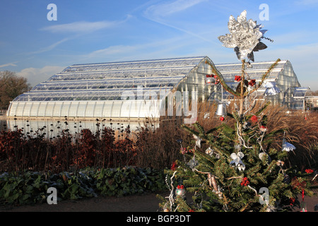 Jardins Wisley en hiver en serre et l'arbre de Noël, Surrey England Banque D'Images