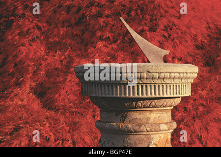 Cadran solaire et érable au Jardins Wakehurst Angleterre Banque D'Images