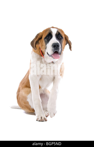 Close up d'un Saint Bernard, chien isolé sur fond blanc. Banque D'Images