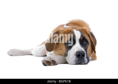 Close up d'un Saint Bernard, chien isolé sur fond blanc. Banque D'Images