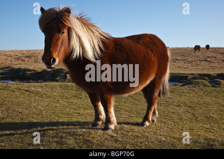 Poney Dartmoor sur Grange Hill, près de Tavistock commun Whitchurch, Devon Banque D'Images