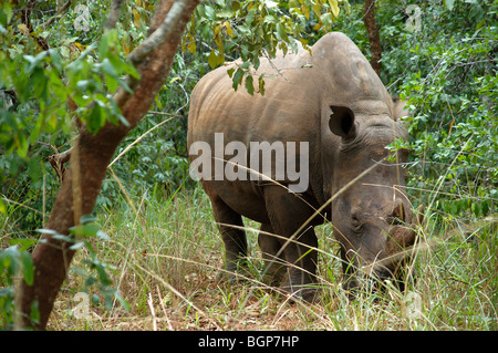 Rhino dans la nature à un sanctuaire de rhinocéros de l'Ouganda Afrique Banque D'Images