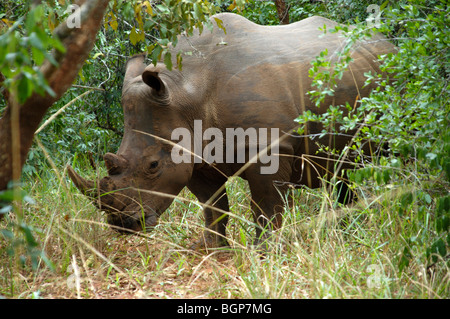 Rhino dans la nature à un sanctuaire de rhinocéros de l'Ouganda Afrique Banque D'Images