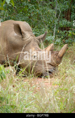 Rhino dans la nature à un sanctuaire de rhinocéros de l'Ouganda Afrique Banque D'Images