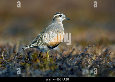 Pluvier guignard (Charadrius morinellus) en plumage nuptial dans la toundra, Finlande, Scandinavie Banque D'Images