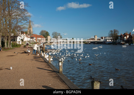 Nourrir les oiseaux sur la Tamise, promenade à Marlow Buckinghamshire, Royaume-Uni Banque D'Images