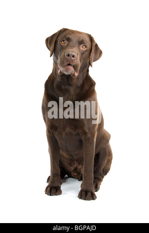 Gros plan du chien labrador retriever chocolat isolé sur fond blanc. Banque D'Images