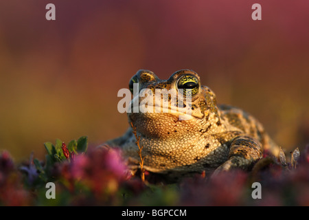 Crapaud calamite (Bufo calamita) Banque D'Images