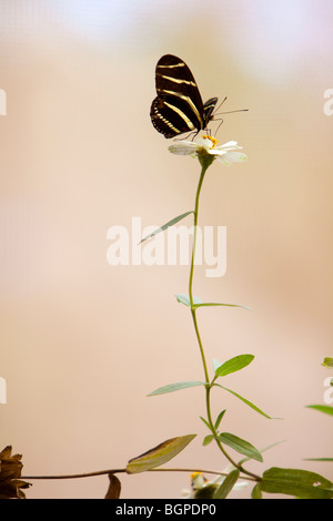 Un Zebra Longwing papillon, le 1 er septembre 2009. Banque D'Images