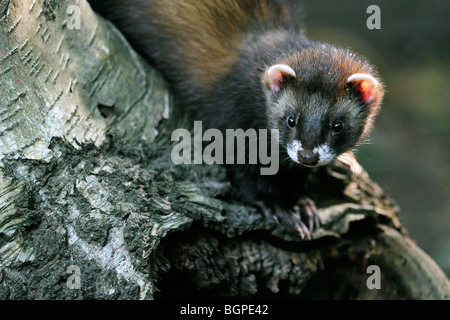 Le putois d'Europe (Mustela putorius) sur le tronc de l'arbre dans la forêt Banque D'Images