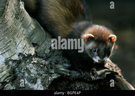 Le putois d'Europe (Mustela putorius) sur le tronc de l'arbre dans la forêt Banque D'Images